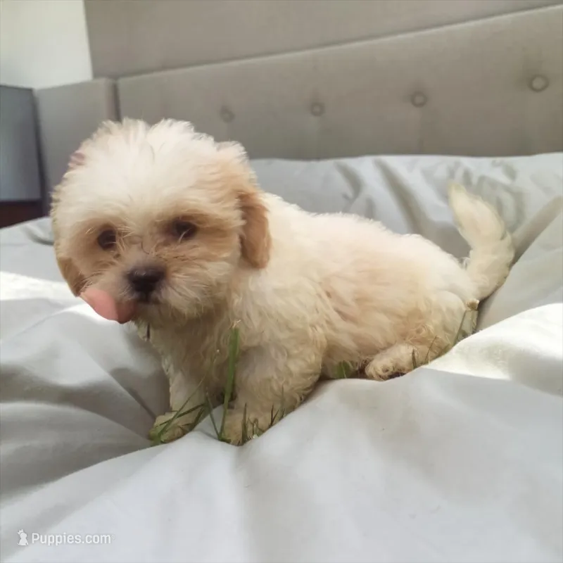 Male Tan – Shih Tzu puppy for sale in Montpelier, OH
