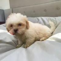 Male Tan, a male Shih Tzu for sale in Montpelier, OH – 1 of 1