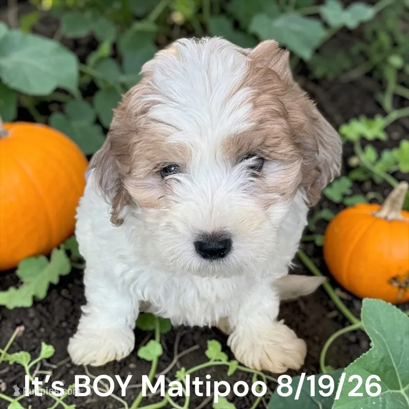 Boy 1 – Maltipoo puppy for sale in Montpelier, OH