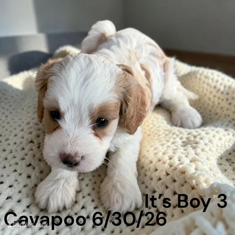 Ruby white boy 3 – Cavapoo puppy for sale in Montpelier, OH