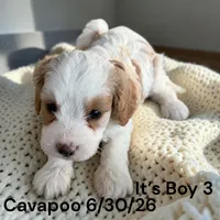 Ruby white boy 3, a male Cavapoo for sale in Montpelier, OH – 1 of 2