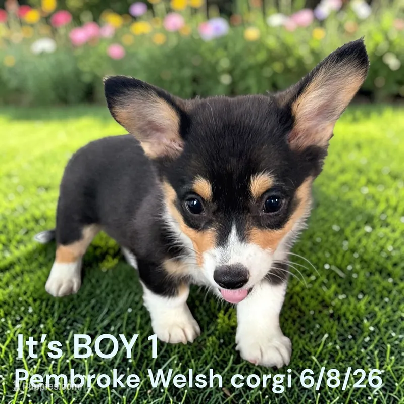 AKC Male 1 – Pembroke Welsh Corgi puppy for sale in Montpelier, OH