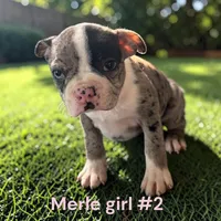 Merl 2, a female Boston Terrier for sale in Montpelier, OH – 1 of 2