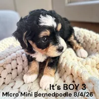 Micro Mini 3, a male Miniature Bernedoodle for sale in Montpelier, OH – 2 of 2