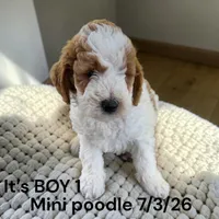 Boy 2 , a male Poodle - Miniature  for sale in Montpelier, OH – 2 of 2