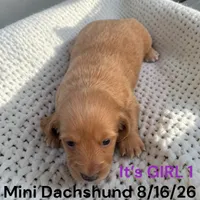AKC GIRL 1 Long Hair, a female Miniature Dachshund for sale in Montpelier, OH – 2 of 2