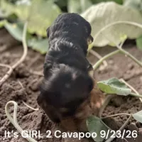 Merle Tan GIRL, a female Cavapoo for sale in Montpelier, OH – 3 of 3