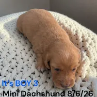 AKC Boy 3 Long Hair, a male Miniature Dachshund for sale in Montpelier, OH – 2 of 2
