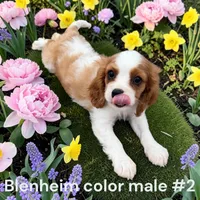 Blenheim #2, a male Cavalier King Charles Spaniel for sale in Montpelier, OH – 1 of 1