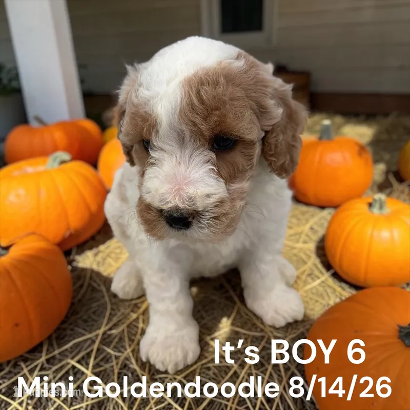 Boy 6 – Miniature Goldendoodle puppy for sale in Montpelier, OH
