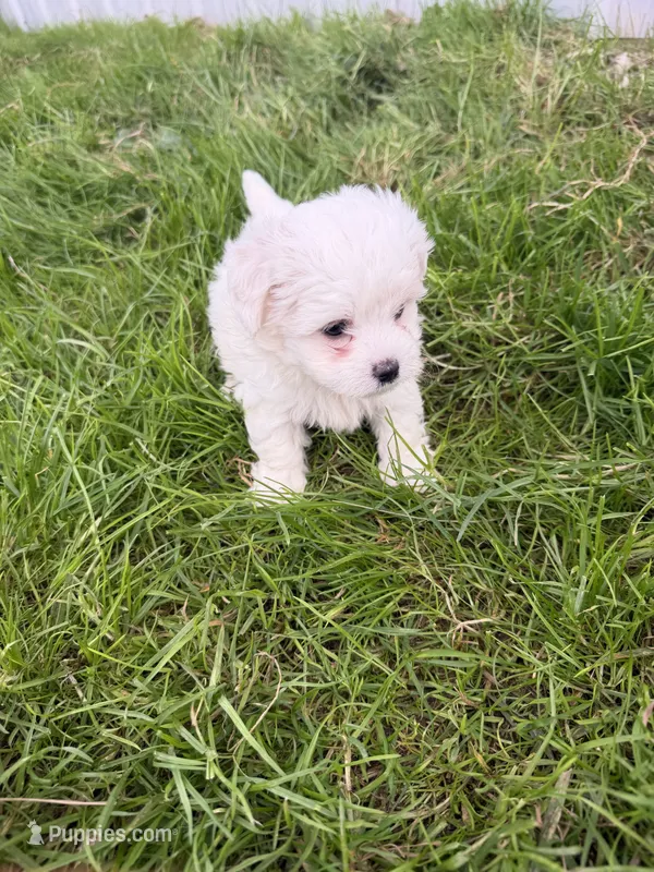 Girl 3 – Maltese, Poodle - Toy  puppy for sale in Montpelier, OH