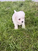 Girl 3, a female Maltipoo for sale in Montpelier, OH – 1 of 3