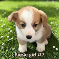 Girl 7, a female Pembroke Welsh Corgi for sale in Montpelier, OH – 1 of 2