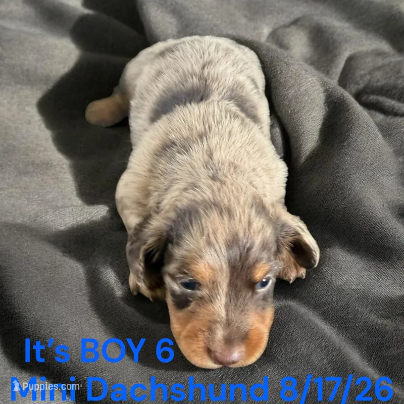 AKC Boy 6 Long Hair – Miniature Dachshund puppy for sale in Montpelier, OH
