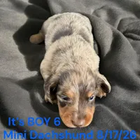 AKC Boy 6 Long Hair, a male Miniature Dachshund for sale in Montpelier, OH – 1 of 2