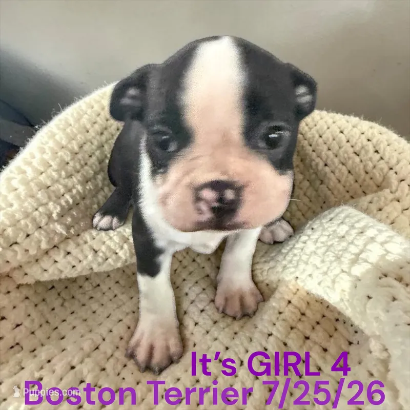 Girl 4 – Boston Terrier puppy for sale in Montpelier, OH