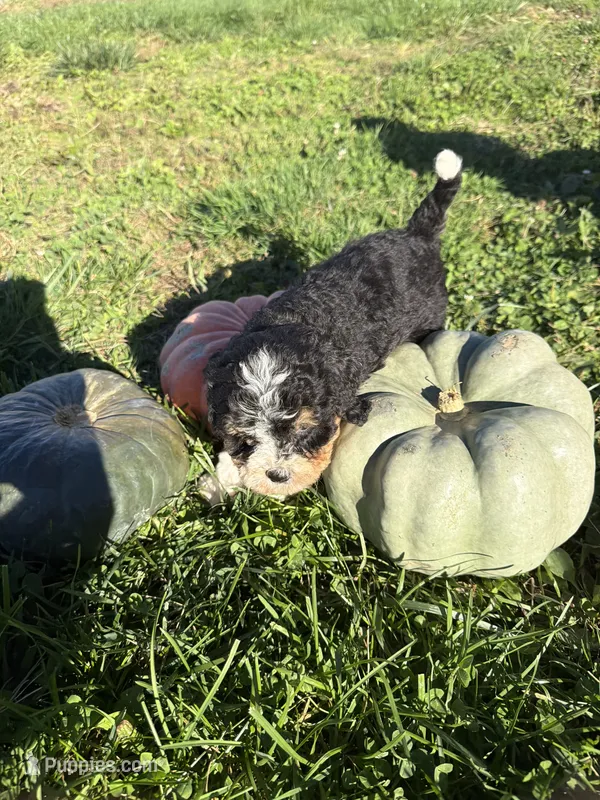 Girl 3 – Miniature Bernedoodle puppy for sale in Montpelier, OH