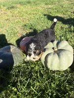 Girl 3, a female Miniature Bernedoodle for sale in Montpelier, OH – 1 of 3