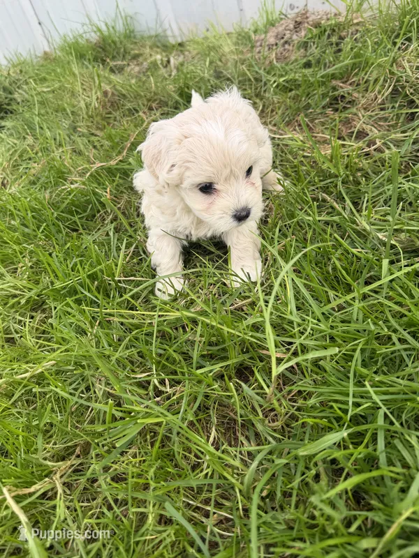Girl 2 – Maltese, Poodle - Toy  puppy for sale in Montpelier, OH