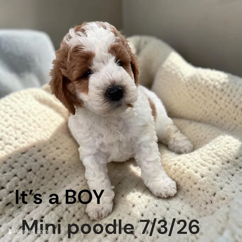 Boy AKC – Poodle - Miniature  puppy for sale in Montpelier, OH