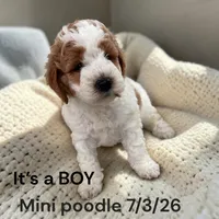 Boy AKC, a male Poodle - Miniature  for sale in Montpelier, OH – 1 of 2