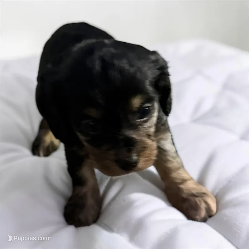 Merle Tan GIRL – Cavapoo puppy for sale in Montpelier, OH