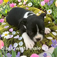 Black/white #2, a male Boston Terrier for sale in Montpelier, OH – 2 of 2