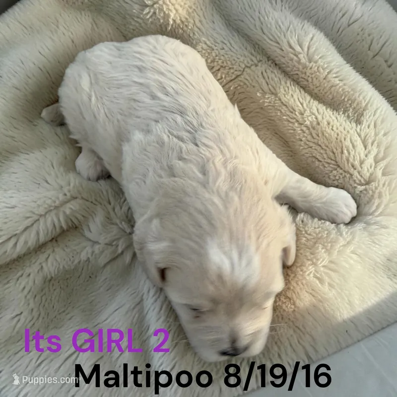 Girl 2 – Maltese, Poodle - Toy  puppy for sale in Montpelier, OH