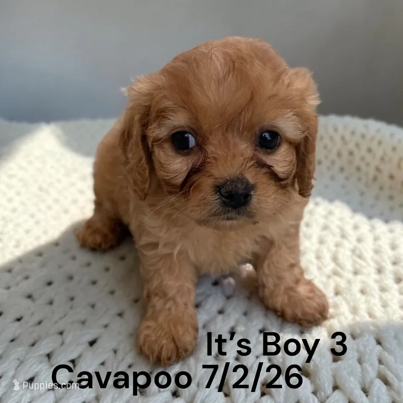 Apricot boy 3 – Cavapoo puppy for sale in Montpelier, OH