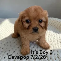 Apricot boy 3, a male Cavapoo for sale in Montpelier, OH – 1 of 2