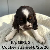 Chocolate Tri Girl 2, a female Cocker Spaniel for sale in Montpelier, OH – 2 of 2