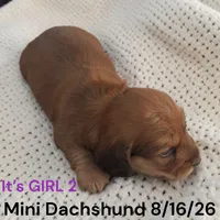 AKC Girl 2 Long Hair, a female Miniature Dachshund for sale in Montpelier, OH – 2 of 2