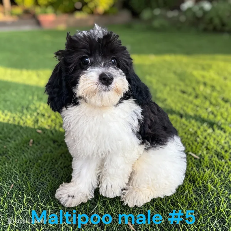 Male 5 – Maltipoo puppy for sale in Montpelier, OH