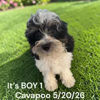 Boy 1, a male Cavapoo for sale in Montpelier, OH – 2 of 2