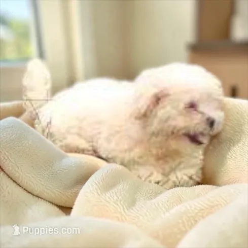 Boy – Shichon puppy for sale in Montpelier, OH