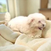 Boy, a male Shichon for sale in Montpelier, OH – 1 of 1