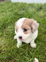 Boy 1, a male Maltipoo for sale in Montpelier, OH – 2 of 3