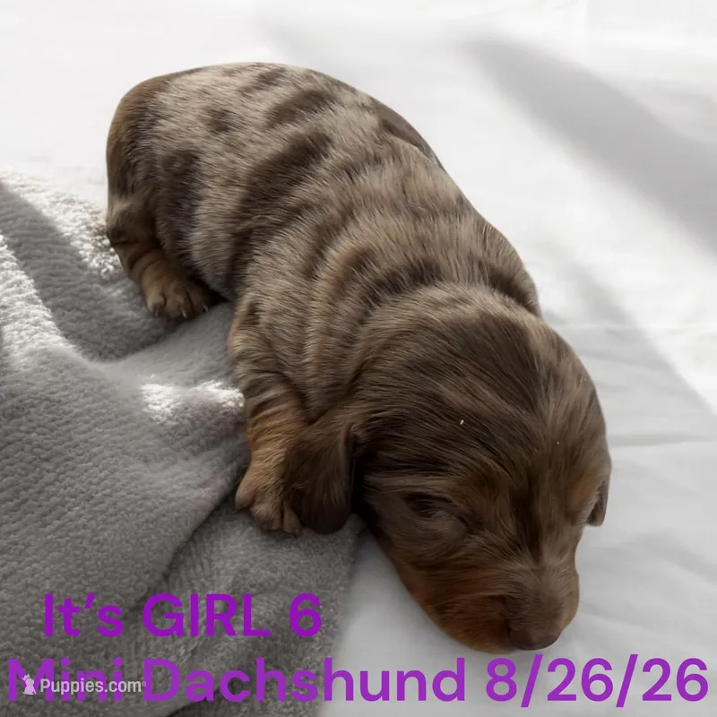 AKC Girl 5 Long Hair – Miniature Dachshund puppy for sale in Montpelier, OH