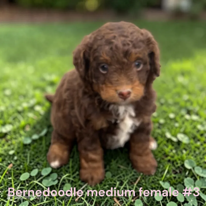 Miniature Girl 3 – Bernedoodle puppy for sale in Montpelier, OH
