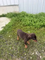 GIRL, a female Doberman Pinscher for sale in Montpelier, OH – 4 of 4