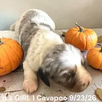Merle white GIRL, a female Cavapoo for sale in Montpelier, OH – 3 of 3