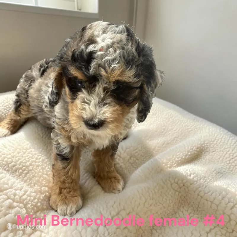 Miniature Girl 4 – Bernedoodle puppy for sale in Montpelier, OH