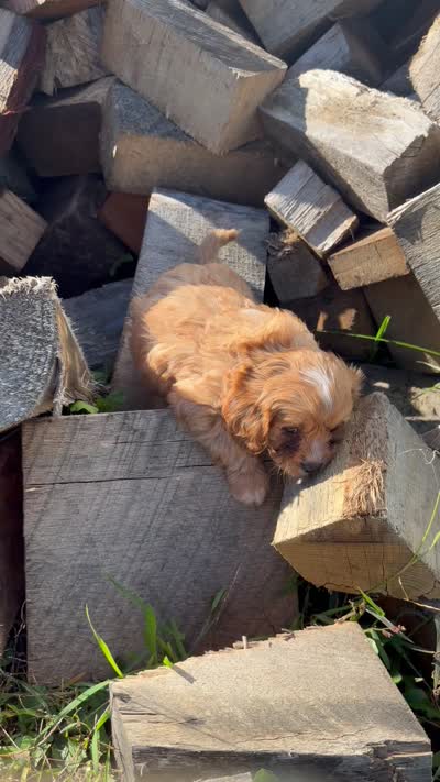 Ruby boy 1, a male Cavapoo for sale in Montpelier, OH – 3 of 3