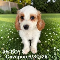 Ruby white boy 3, a male Cavapoo for sale in Montpelier, OH – 2 of 2