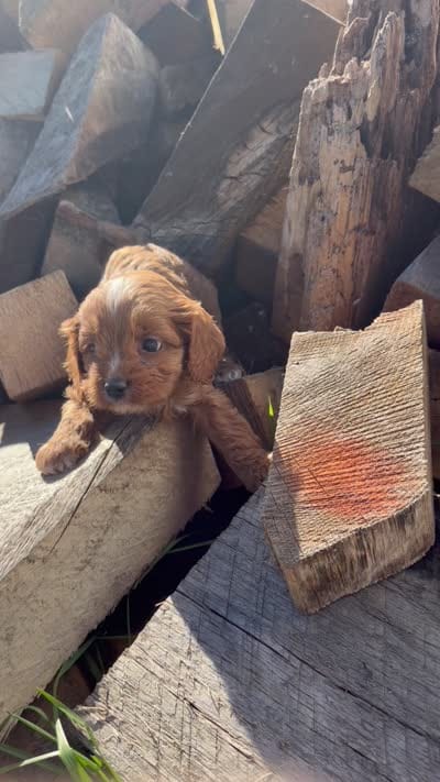 Ruby ML, a male Cavapoo for sale in Montpelier, OH – 3 of 3
