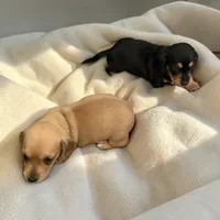 AKC cream, a male Miniature Dachshund for sale in Montpelier, OH – 1 of 1