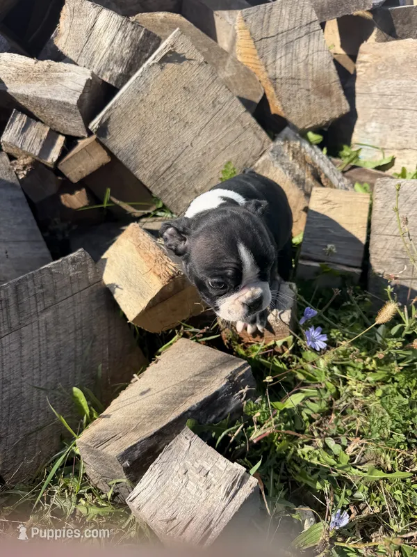 Girl 1 – Boston Terrier puppy for sale in Montpelier, OH