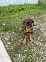 GIRL, a female Doberman Pinscher for sale in Montpelier, OH – 2 of 4