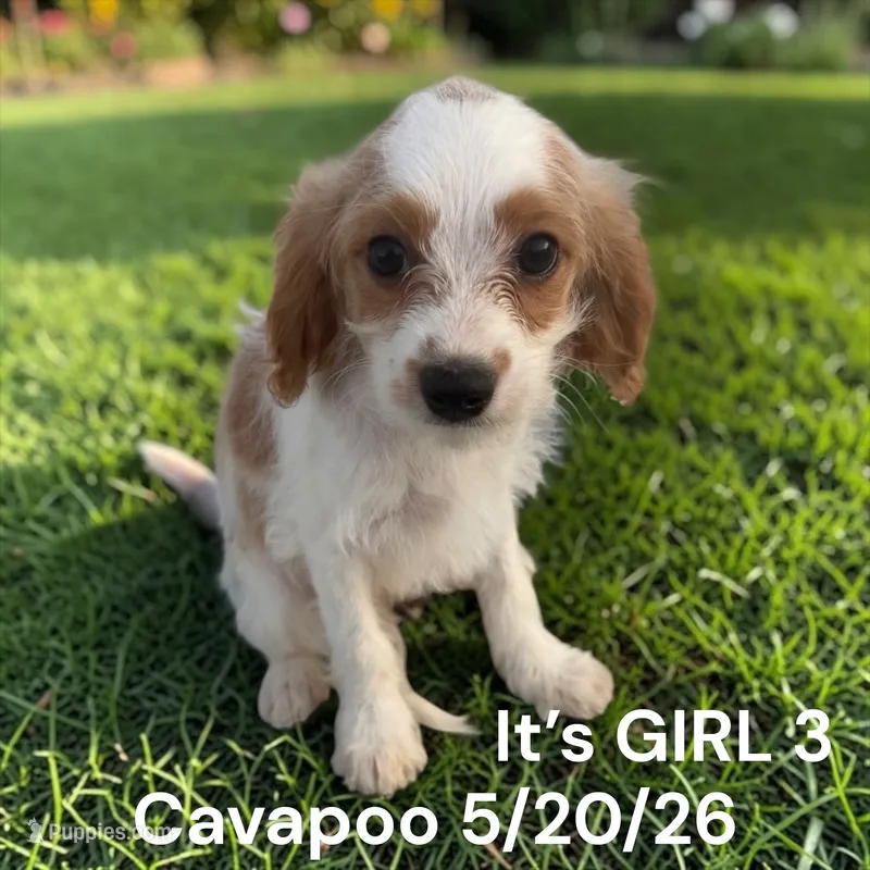 Girl 3 – Cavapoo puppy for sale in Montpelier, OH