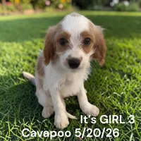 Girl 3, a female Cavapoo for sale in Montpelier, OH – 1 of 2